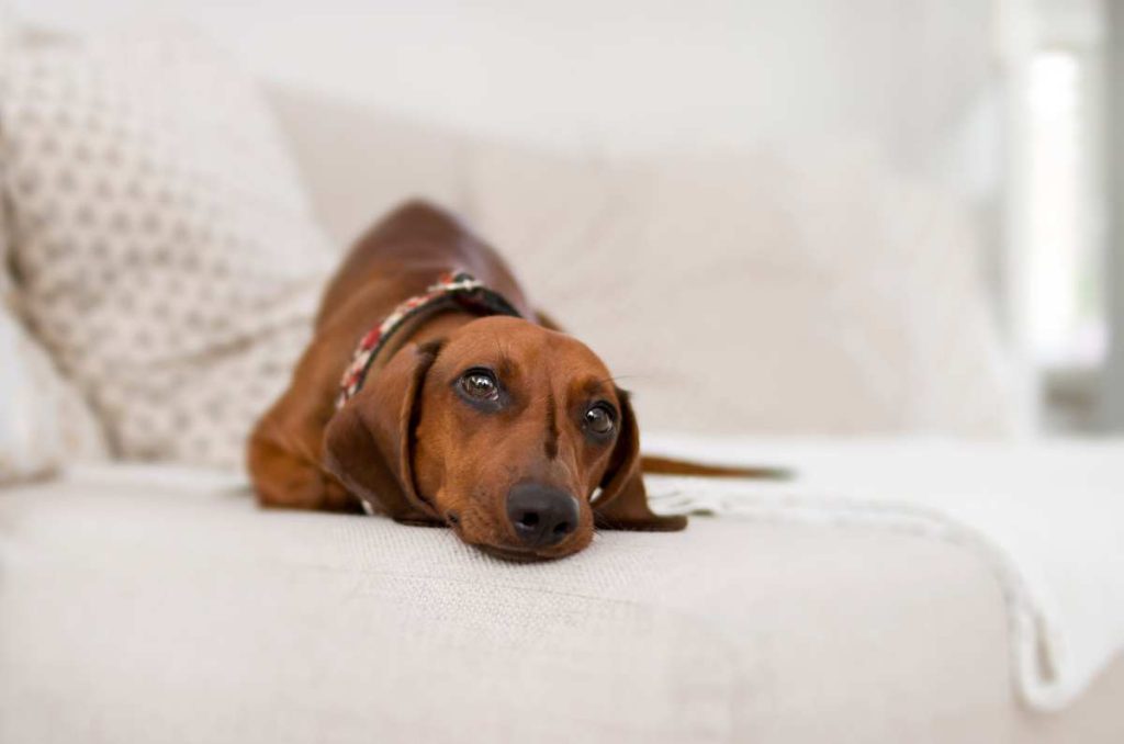 Descubre una tienda online enfocada en el bienestar de tu mascota 0