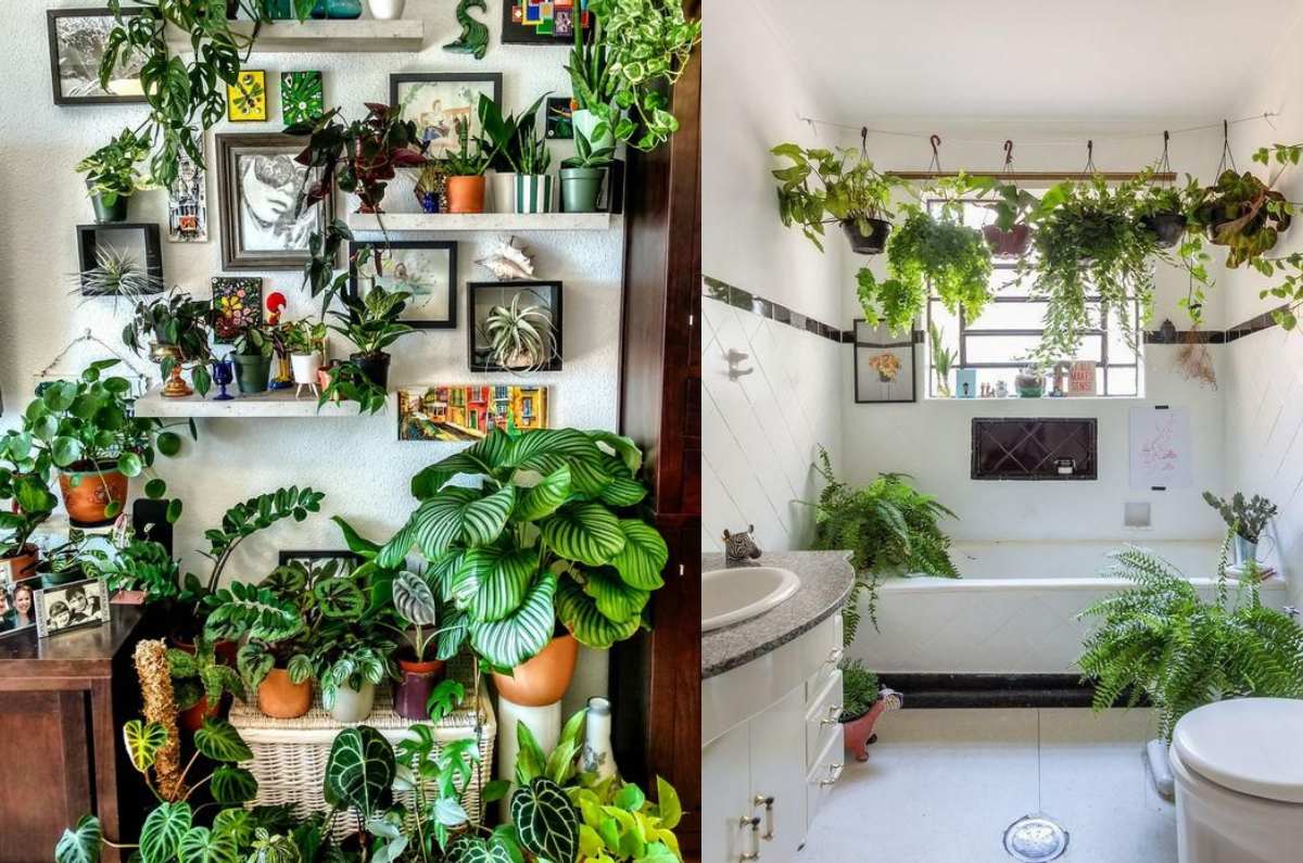 Plantas de interior que quedarán perfecto en tu hogar; checa sus beneficios