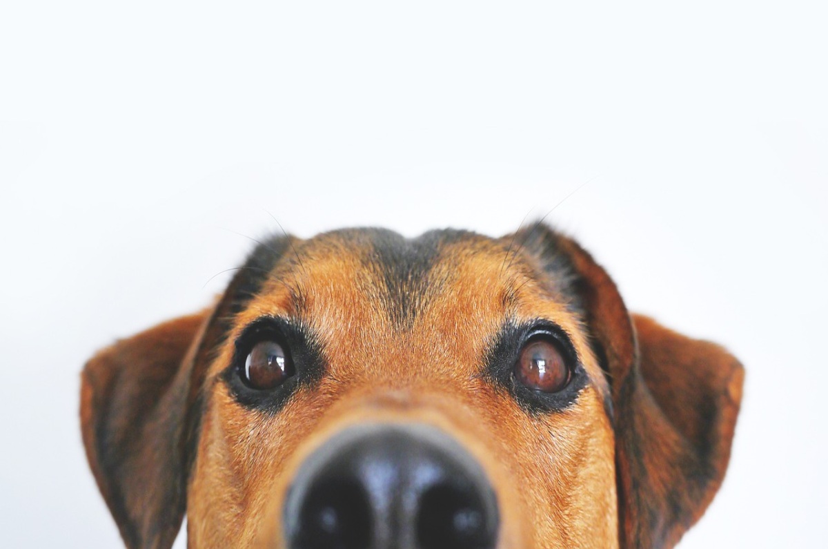 Pulgas en perros: detección, prevención y causas