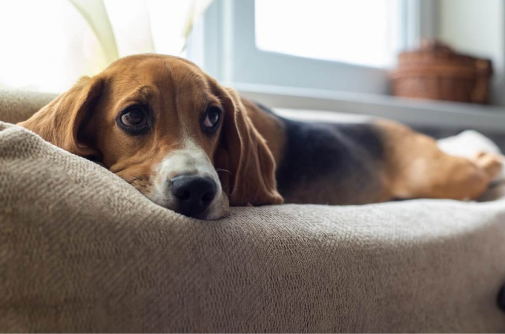 tips para evitar que tu perro se orine en casa