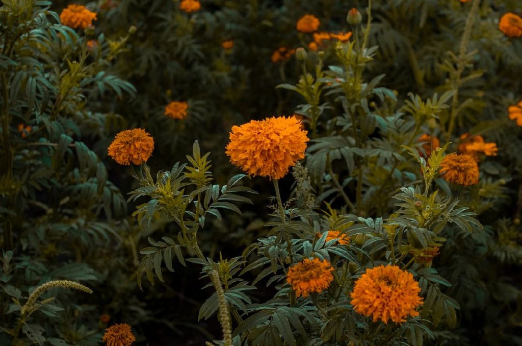 flores de cempasúchil, dia de muertos, tradiciones mexicanas, flores