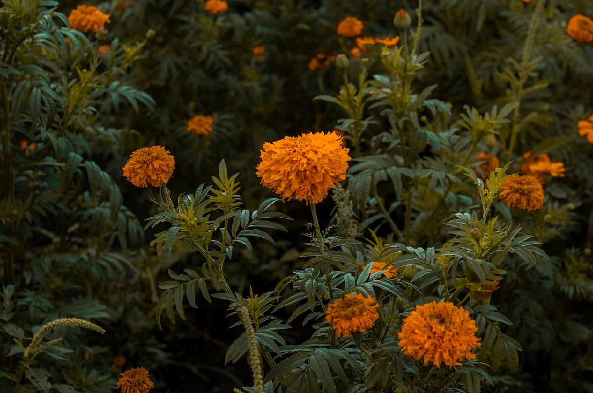 ¿Cómo cuidar las flores de cempasúchil en maceta? Nosotras te decimos