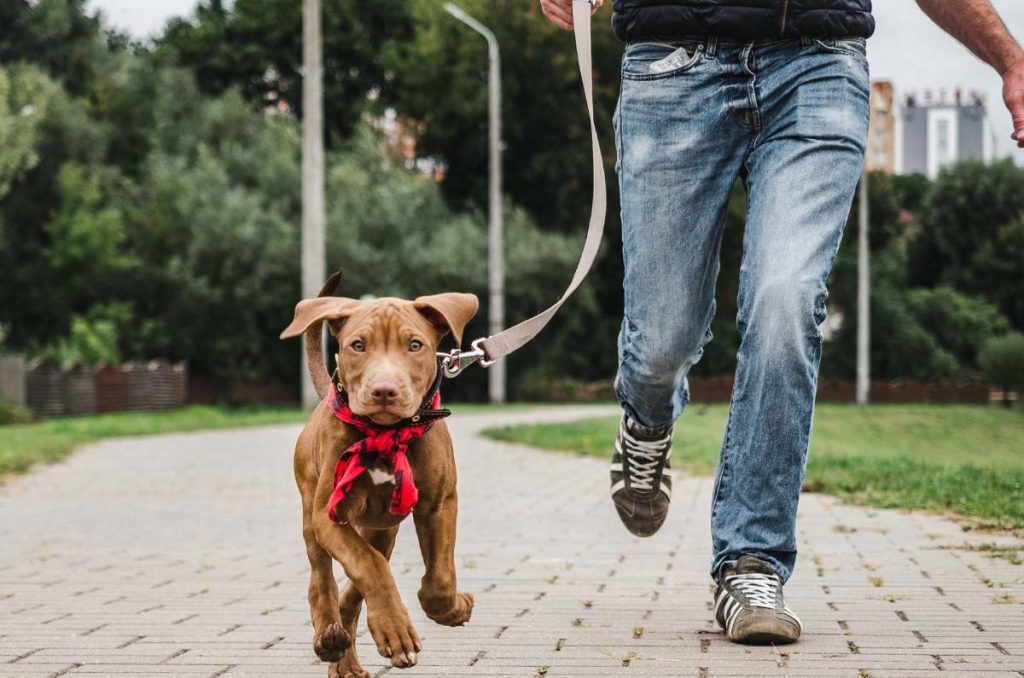 Consejos efectivos para evitar que tu perro se orine en casa 1