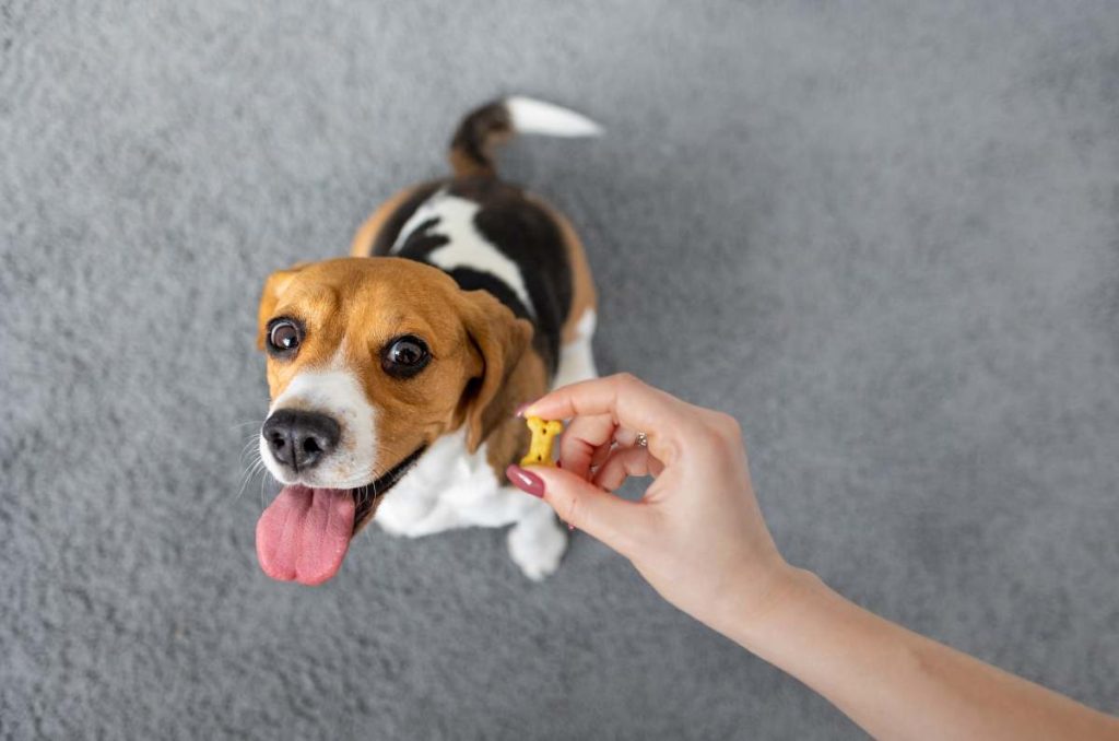 Consejos efectivos para evitar que tu perro se orine en casa 0