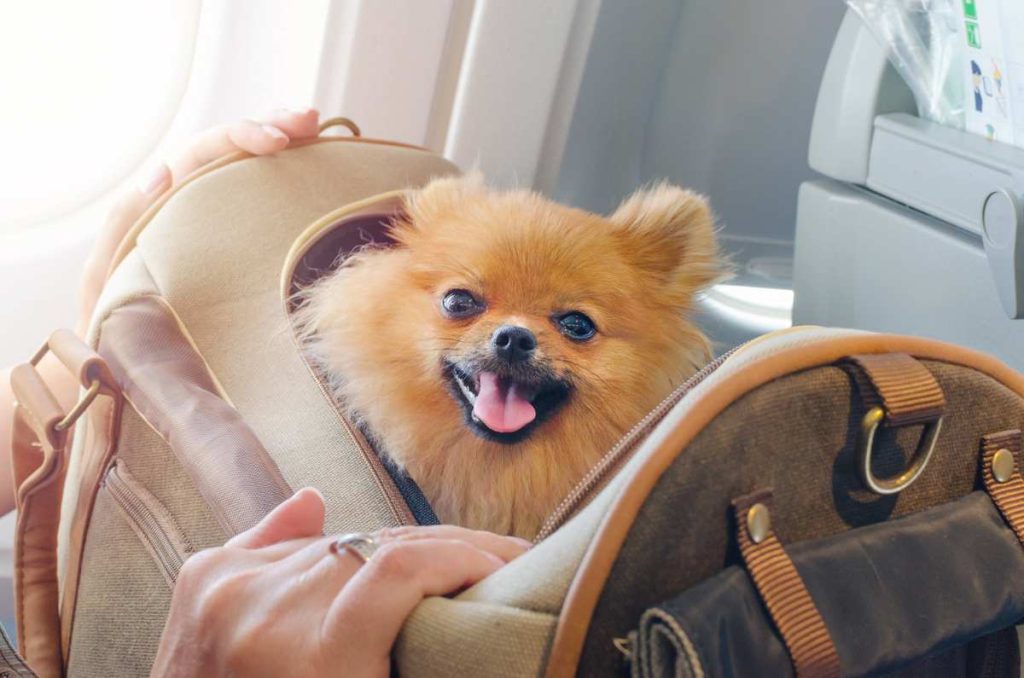 5 consejos para viajar con perritos en el avión 1