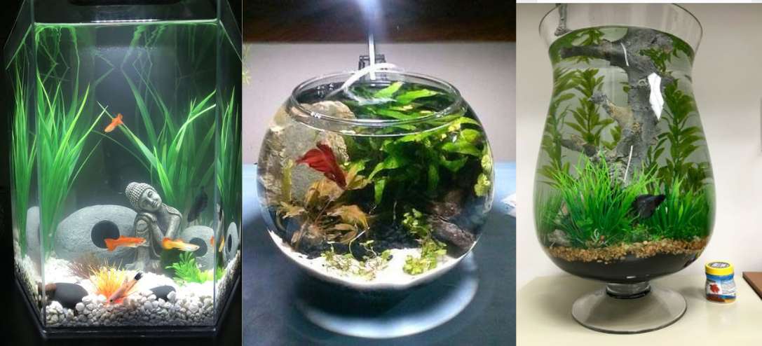 acuarios-y-terrarios