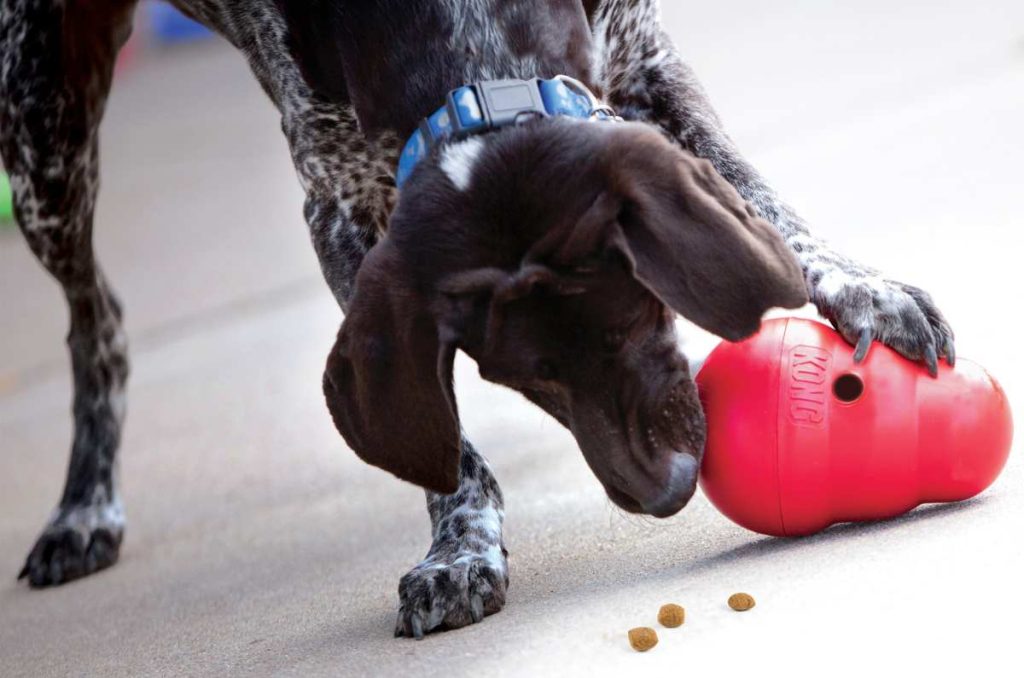 6 ejercicios mentales para cansar a tu perro en casa 0