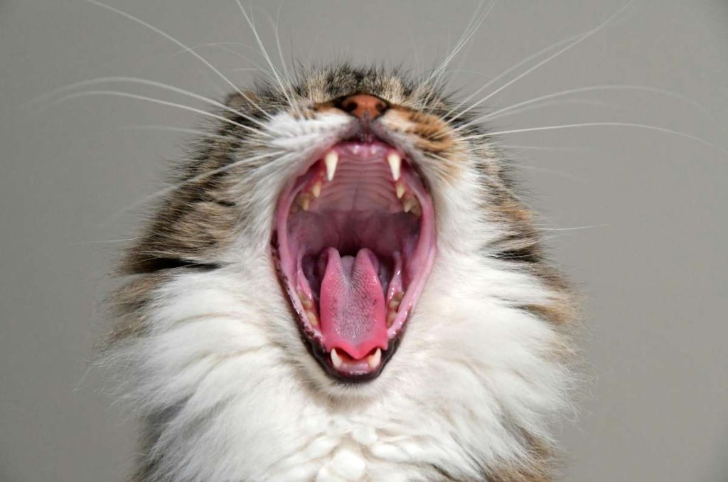 consejos para cuidar los dientes de tu gato