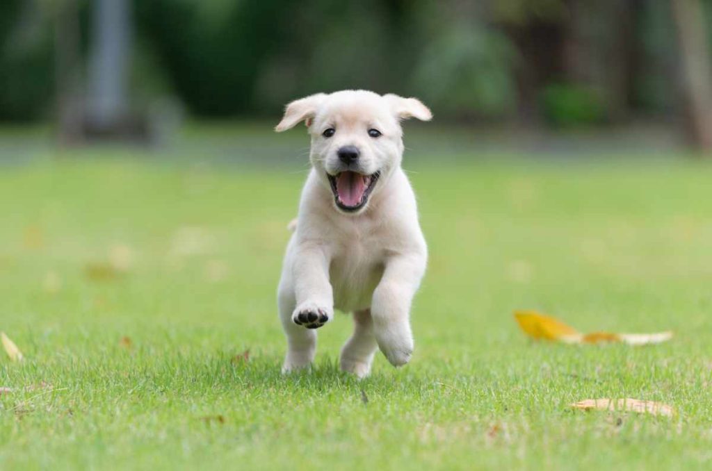 5 consejos y tips para cuidar a tu cachorro en casa 1