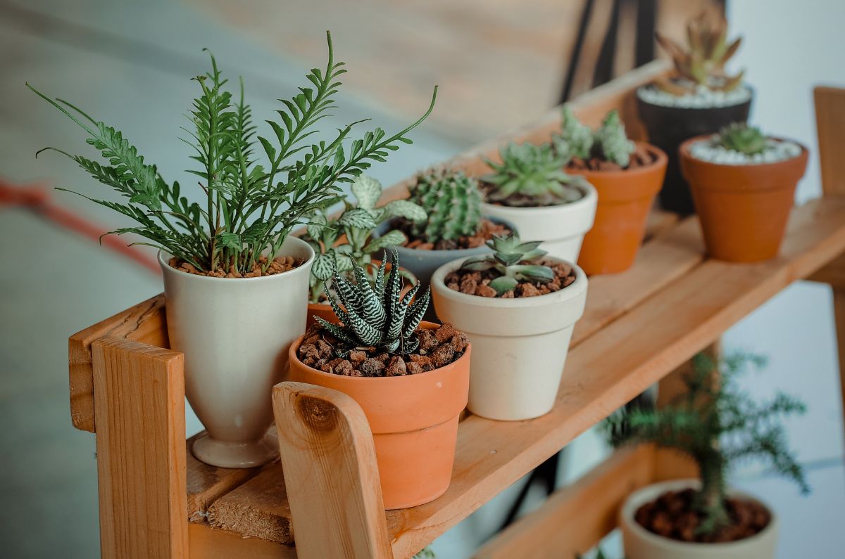 Las plantas más bonitas para tu hogar esta primavera