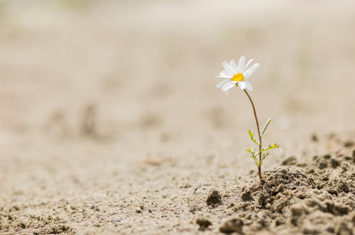 Estrategias para una mente resiliente