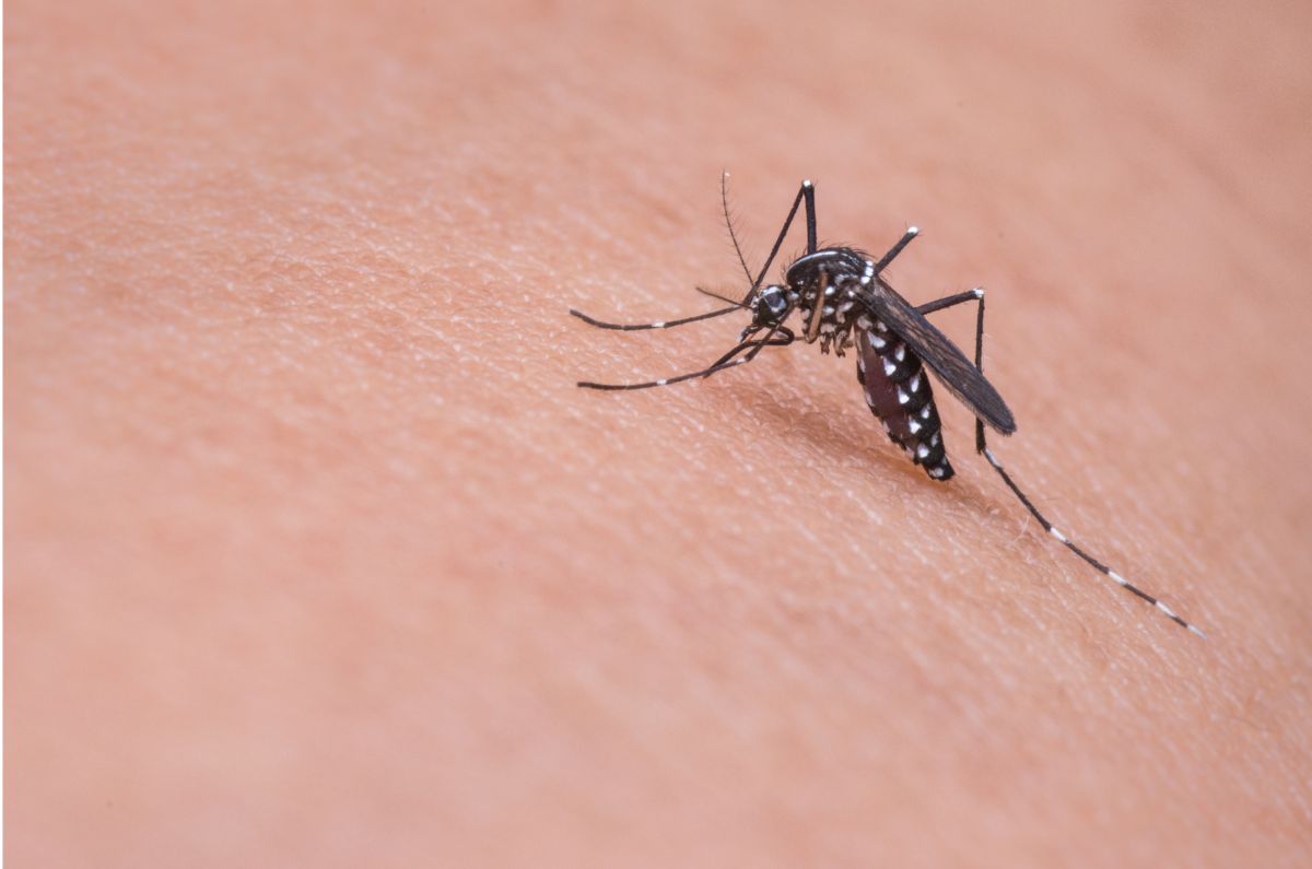 5 remedios caseros para combatir los piquetes de mosquitos