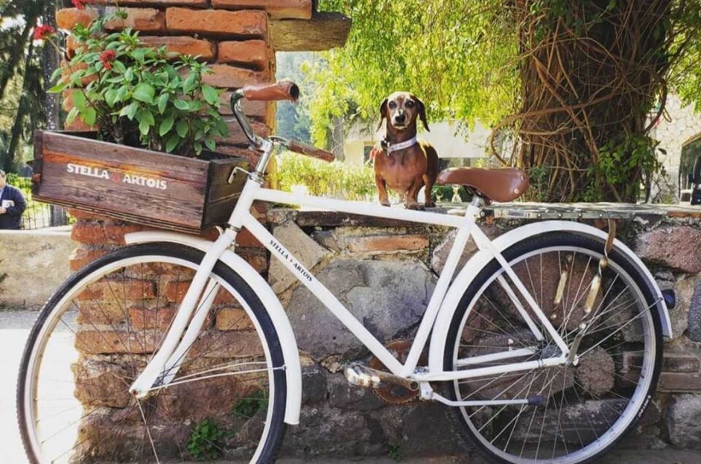 Top lugares pet friendly para pasear a tu perrito este fin de semana 1