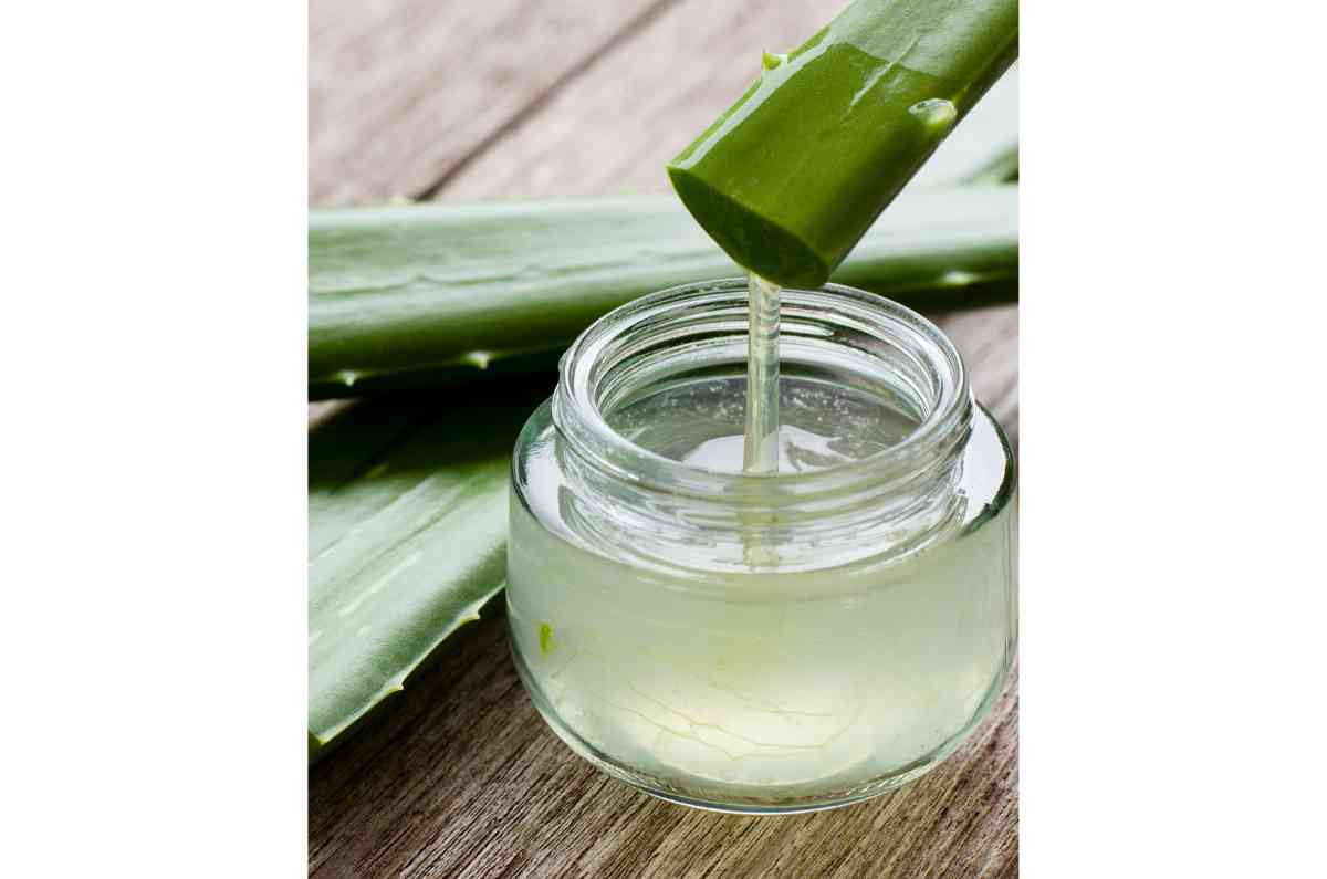 Aloe Vera