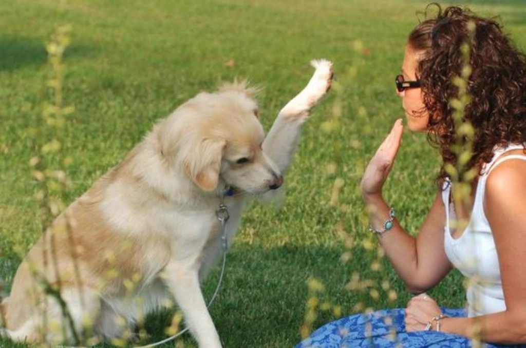 celebracion dia del perro