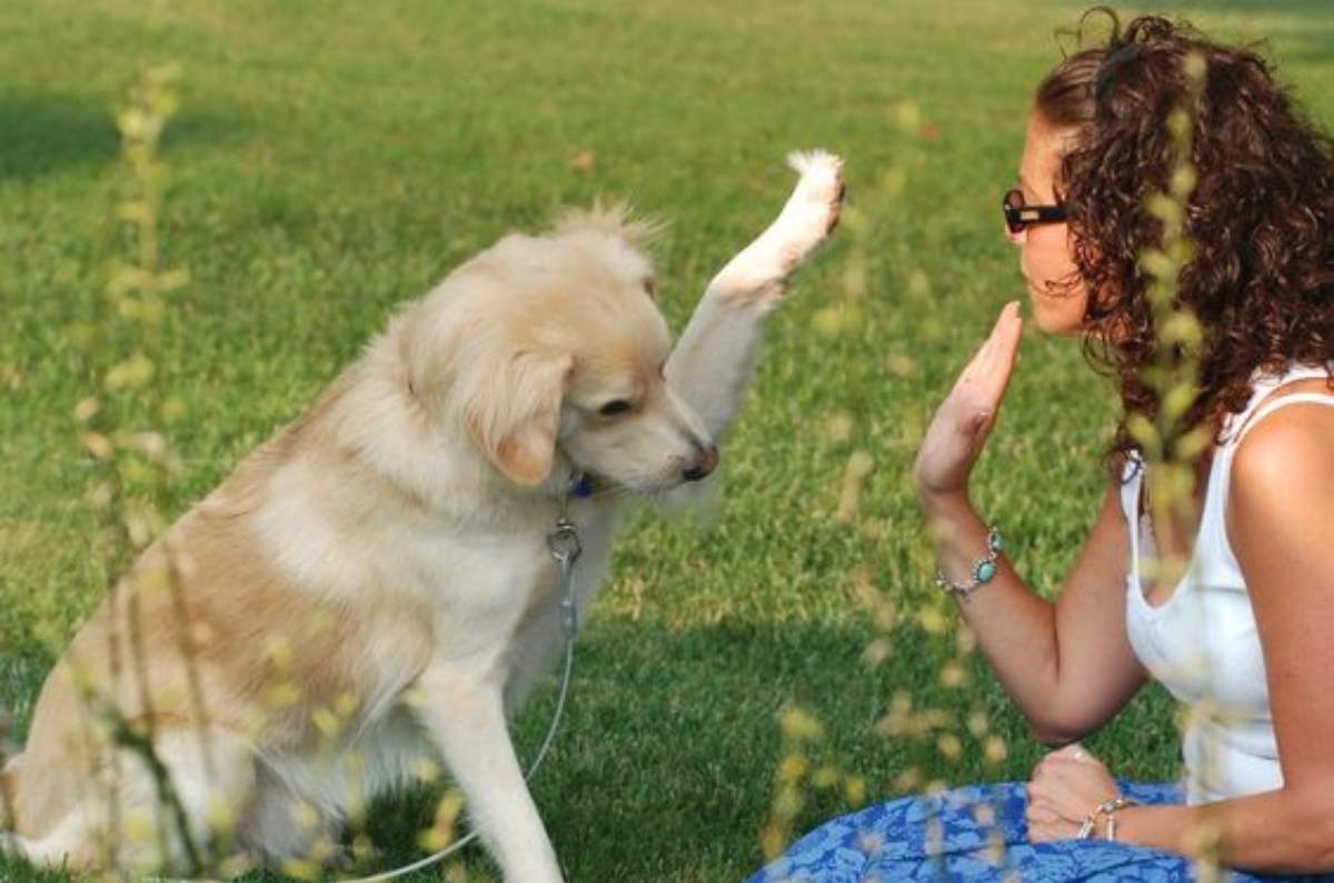4 planes divertidos para celebrar el Día del Perro a lado de tu lomito