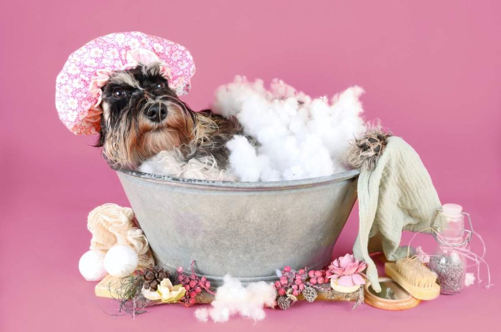 4 planes divertidos para celebrar el Día del Perro a lado de tu lomito 3