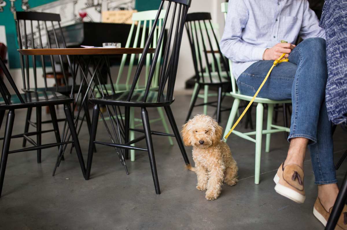 Lugares petfriendly para ir con tu mascota