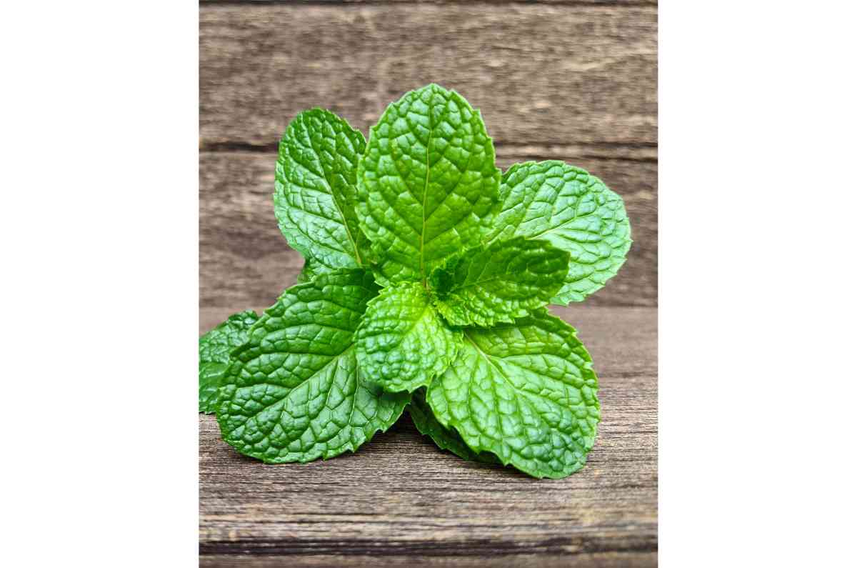 Menta