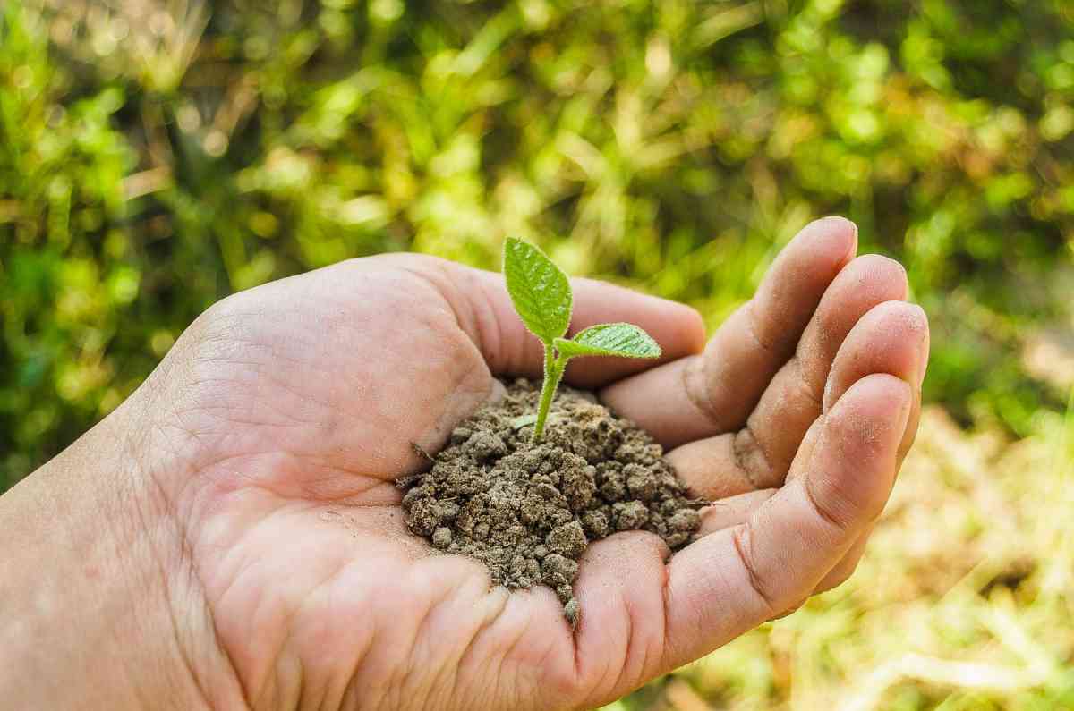 5 plantas naturales que puedes plantar en tu casa para preparar remedios caseros