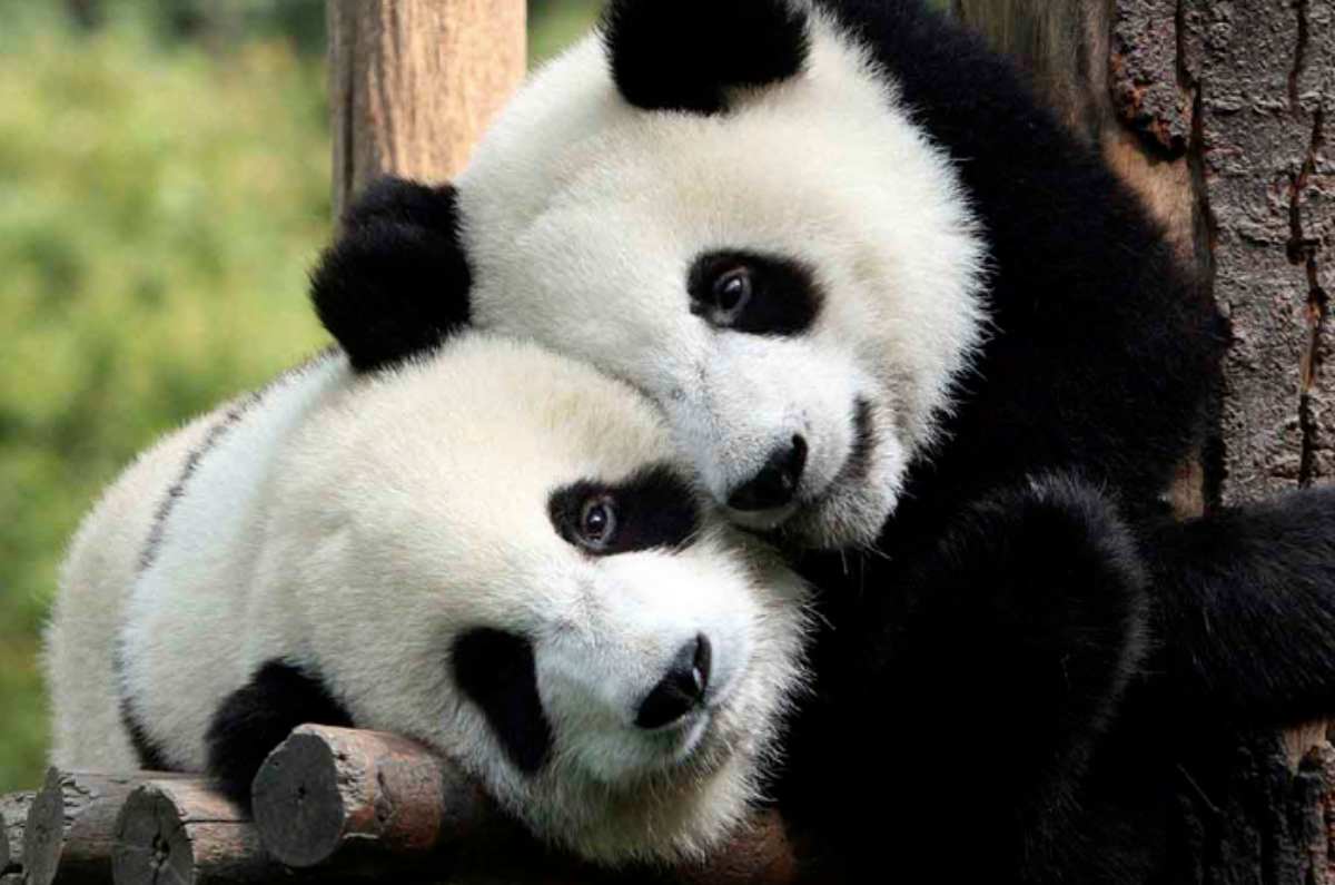 Zoológicos en la CDMX: Aragón y Chapultepec