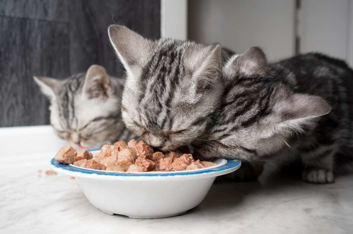 ¿Es malo que el alimento para gatos contenga maíz o harina? Esto dice un experto