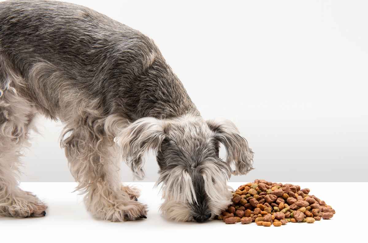 Corre con tu mascota y alimenta a miles de perritos sin hogar