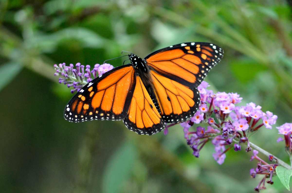 Abrazo mariposa: la técnica para calmar la ansiedad y mejorar la autorregulación emocional