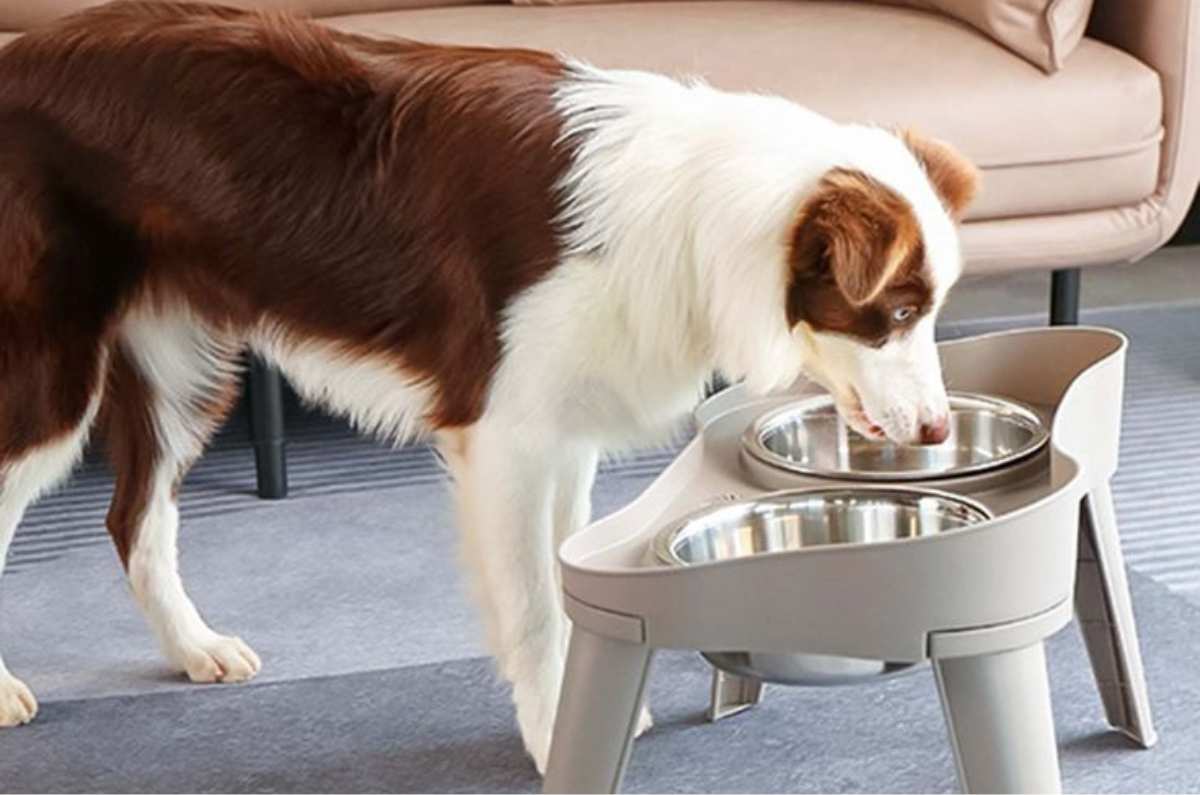 3 razones para darle de comer a tu perrihijo en un tazón de metal