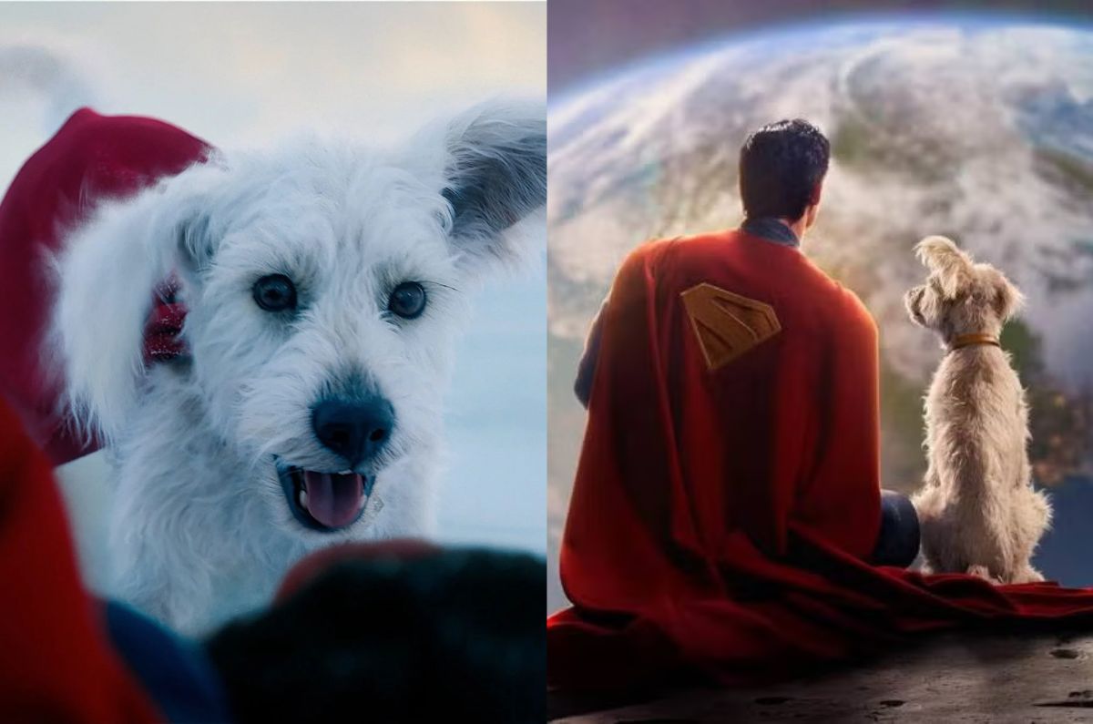 Consigue tu propio Krypto: Lugares para adoptar perritos en CDMX