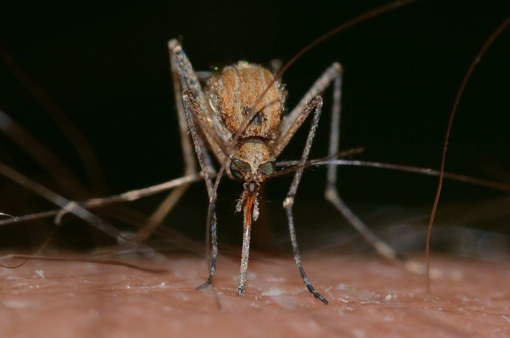piquetes-de-mosquito-ajo