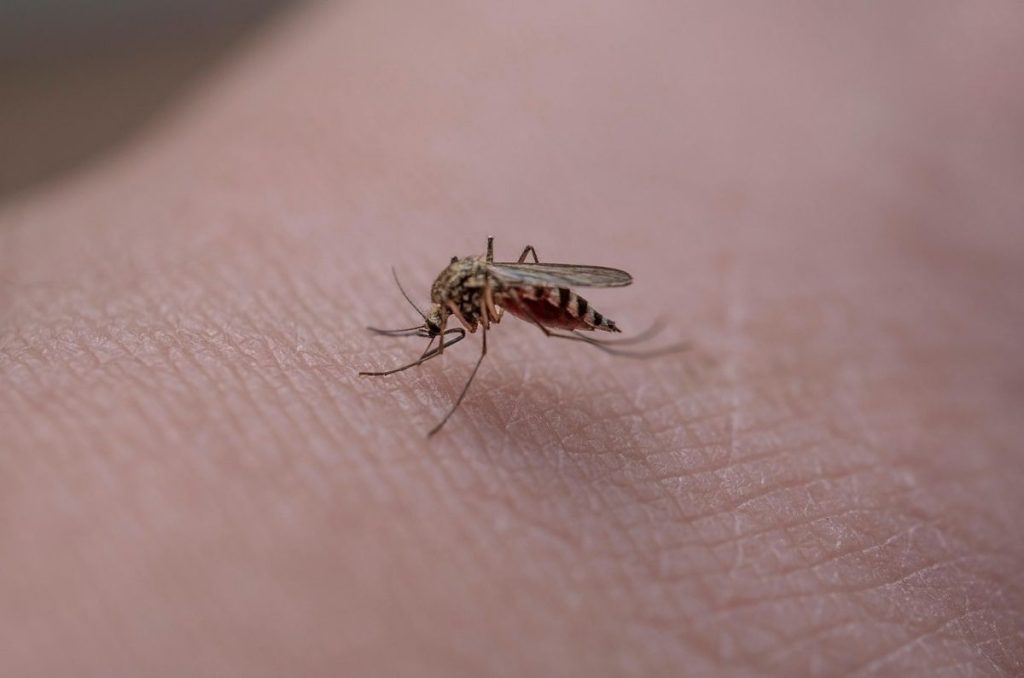 piquetes-de-mosquito-ajo