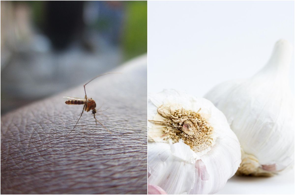 Ajo para piquetes de mosquito: el remedio casero que alivia la comezón y reduce la hinchazón