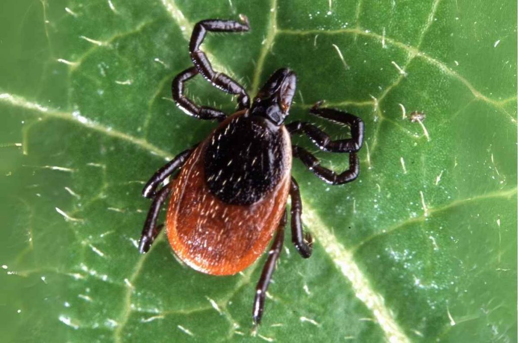 Garrapata que contagia el síndrome de lyme