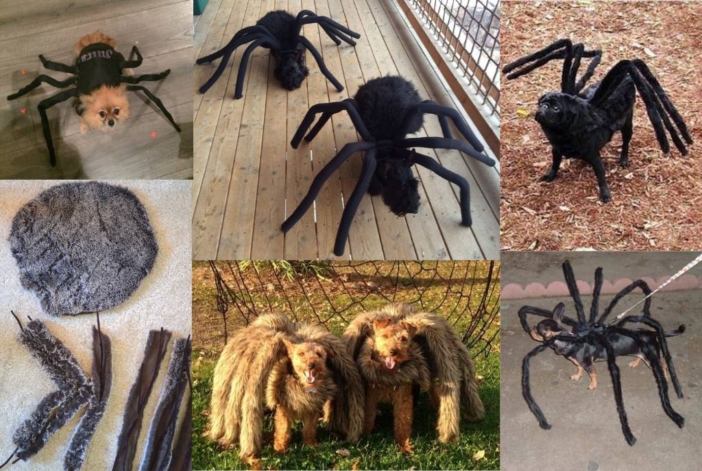Canino con atuendo hecho en casa de araña