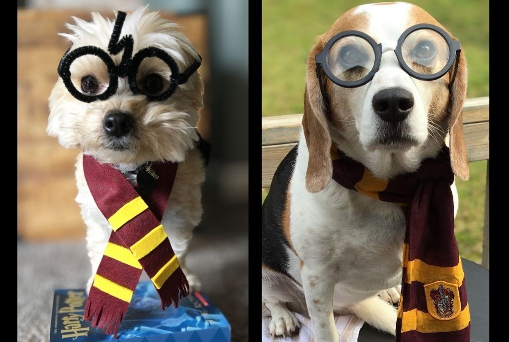 Disfrza a tu perrito de Harry Potter sin gastar