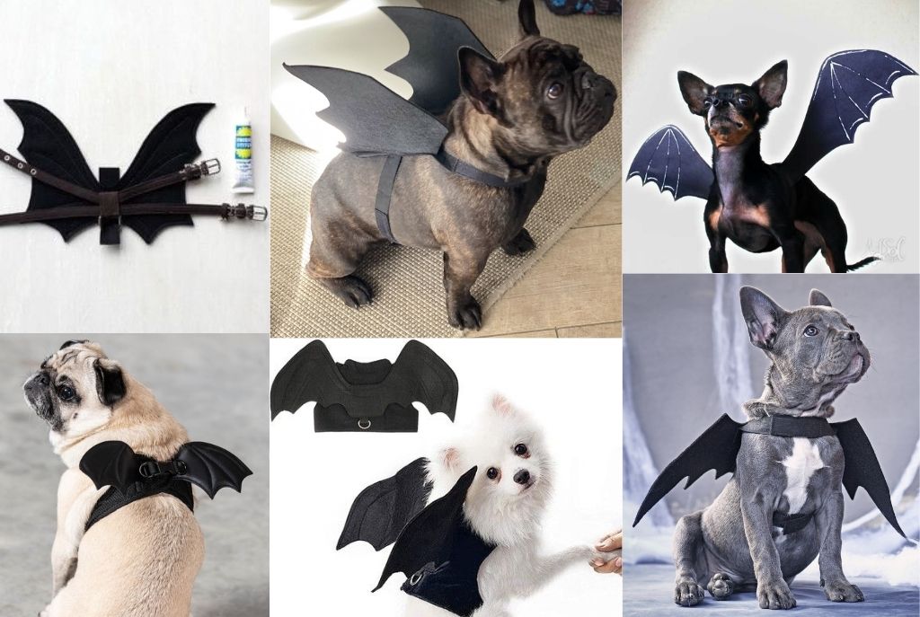 Disfraza a tu perrito con materiales que tienes en casa