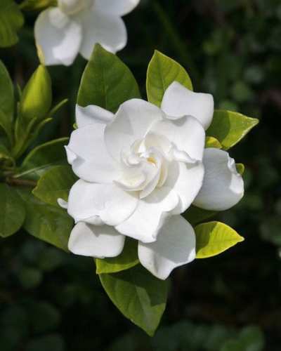 Plantas que te ayudarán a consiliar el sueño - Pinterest