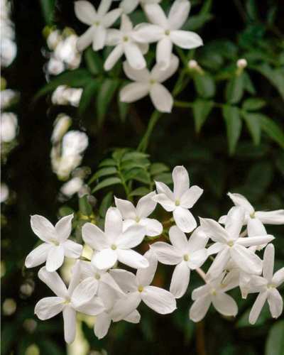 Plantas que te ayudarán a consiliar el sueño - Pinterest