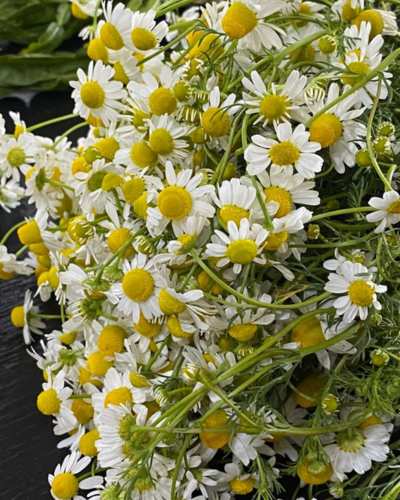 Plantas que te ayudarán a consiliar el sueño - Pinterest