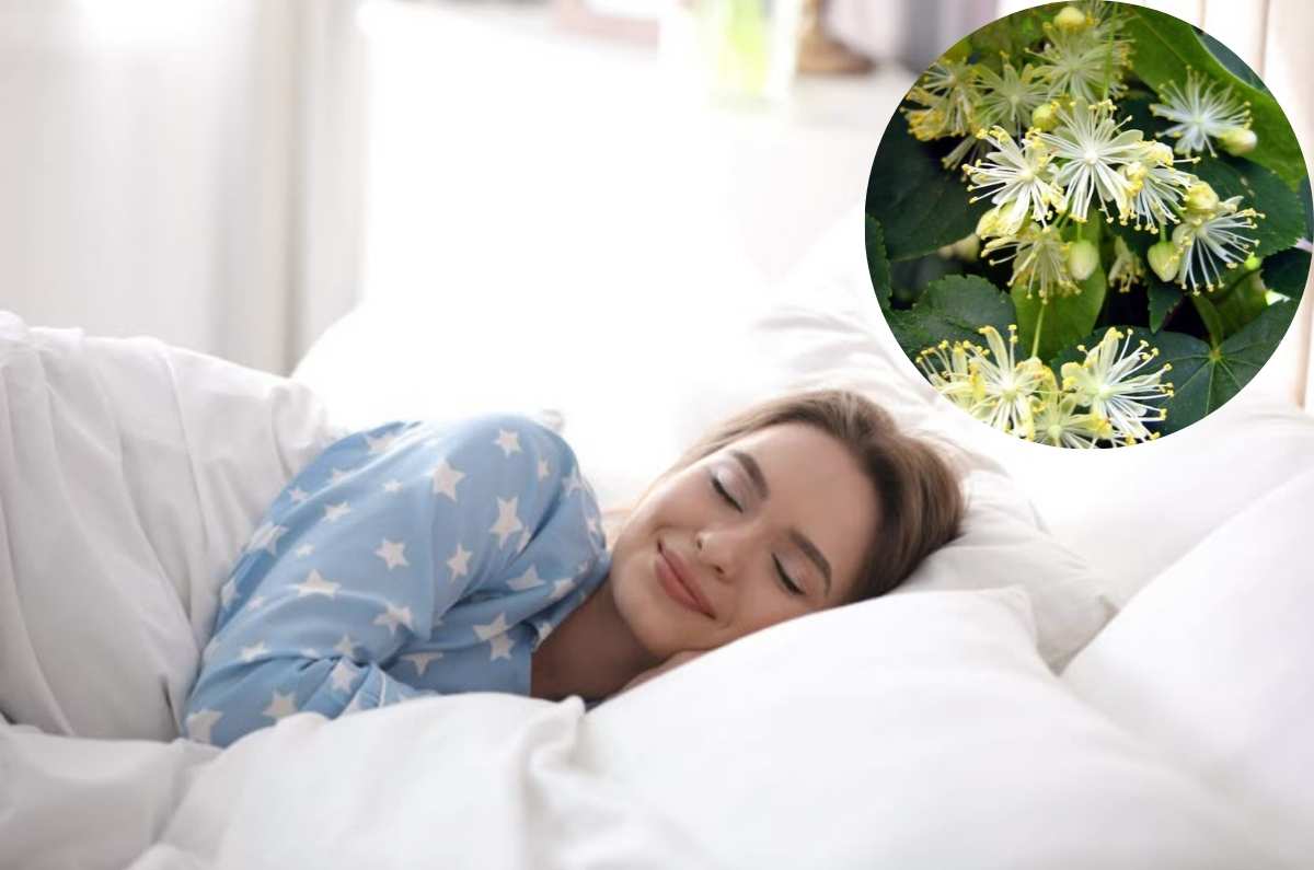 ¿Qué plantas te ayudarán a dormir mejor y relajarte en casa?