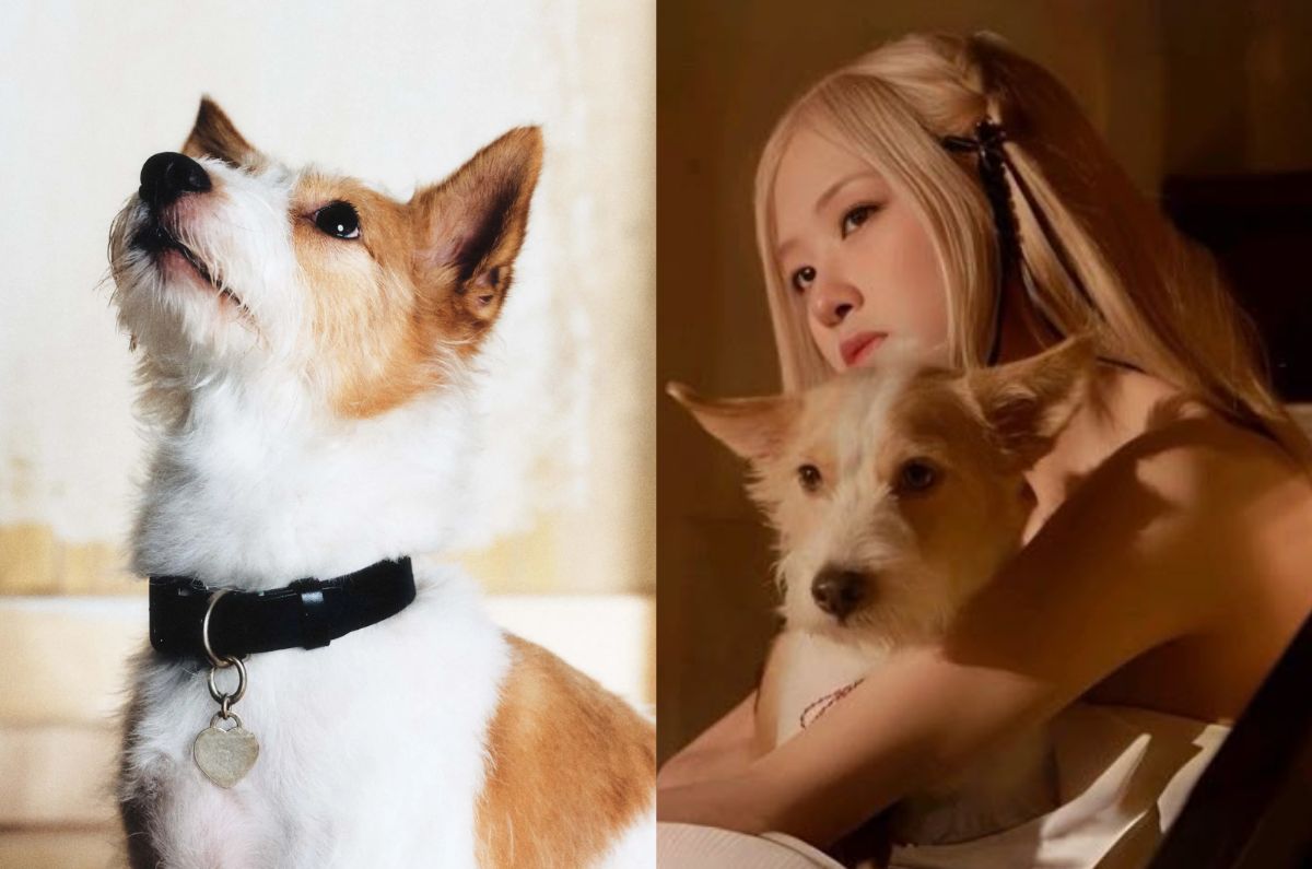 Fans de Blackpink defienden del internet a Hank, perrito de Rosé