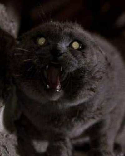 Felinos que han salido en series o películas