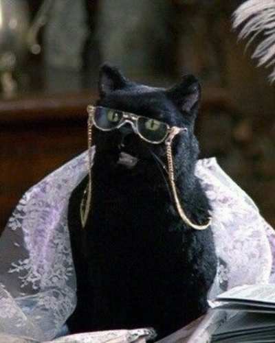 gatos de Hollywood