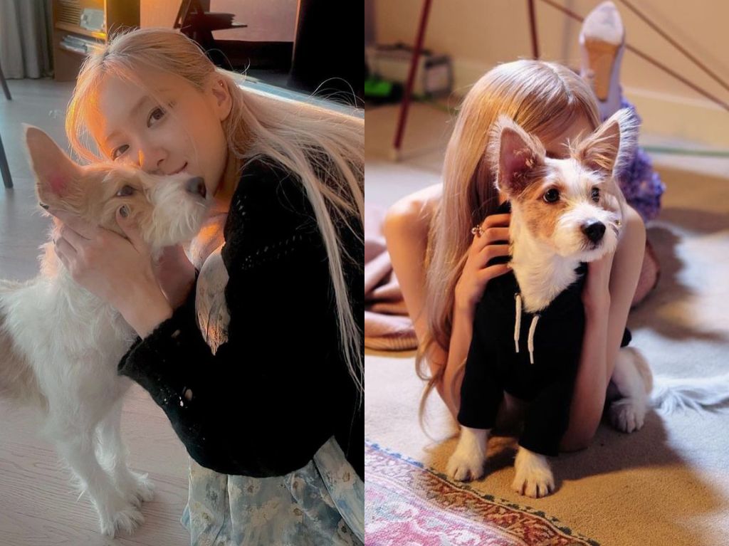 La historia de como Hank, un perrito de la calle, llegó a la vida de Rosé

