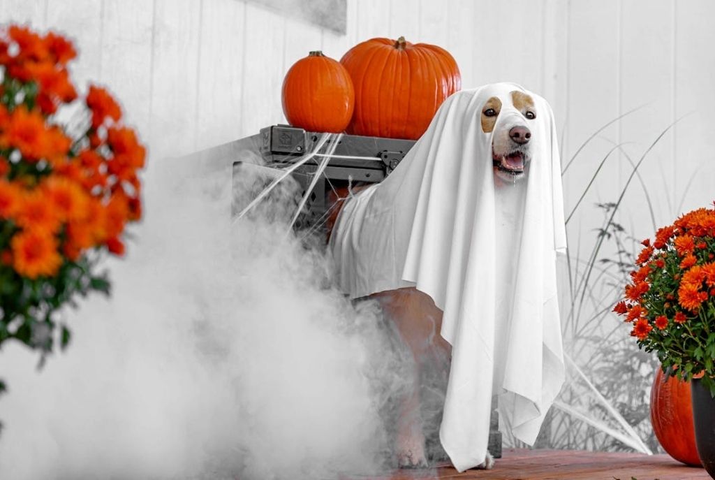 Disfraces hechos en casa para perros