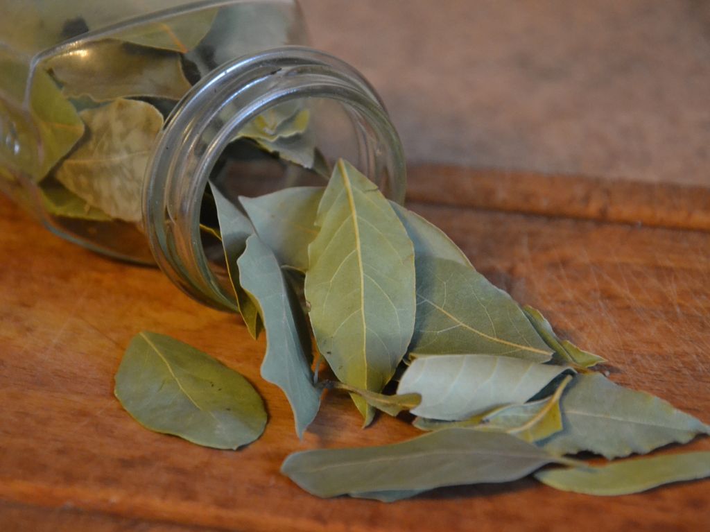 ¿Por qué septiembre y octubre son los mejores meses para el ritual del laurel?