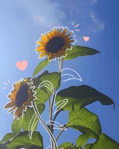 Flores girasoles amarillos
