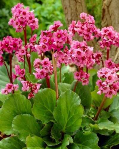 Flores de otoño 2025