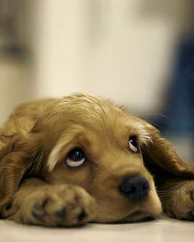 Cómo proteger a mi perro de pirotecnia en las fiestas patrias